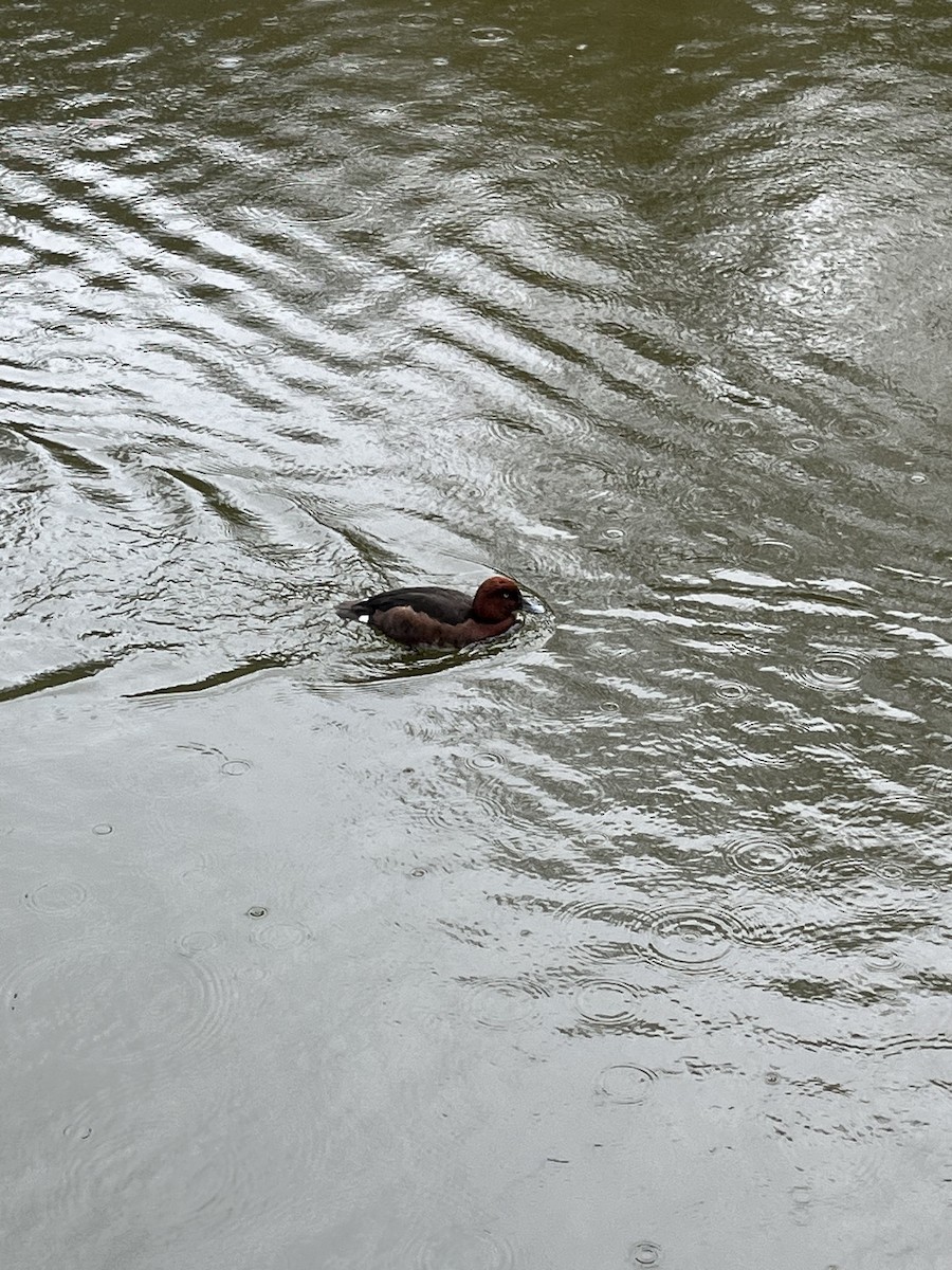 צולל ביצות - ML562580831