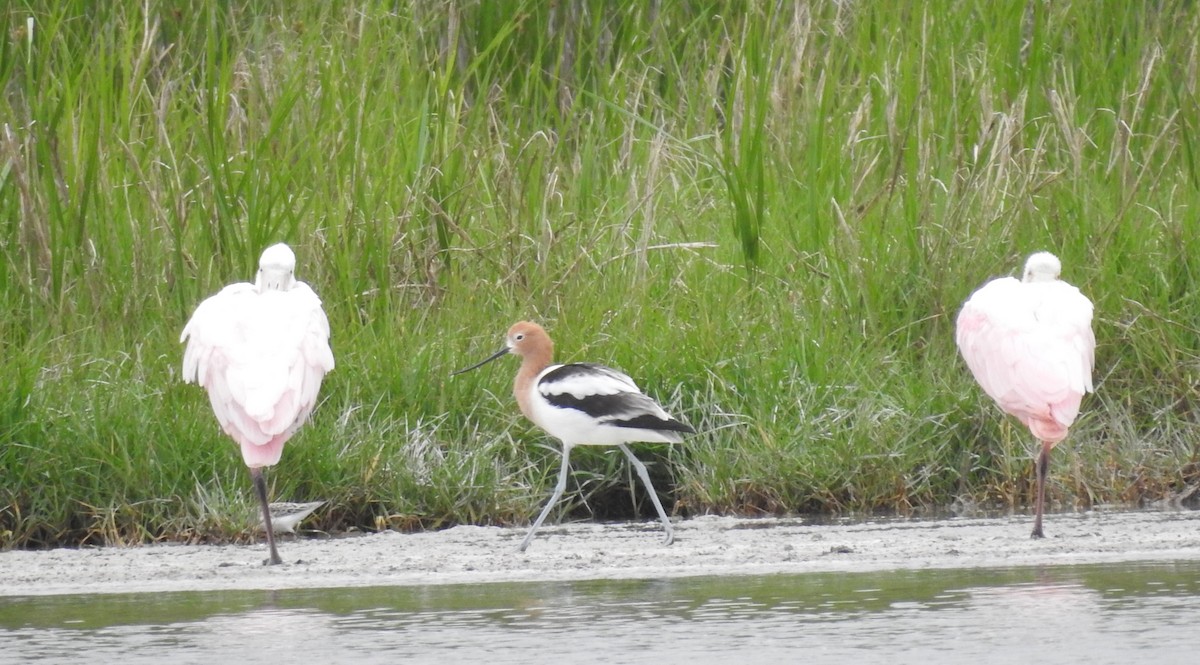 Avocette d'Amérique - ML562581141