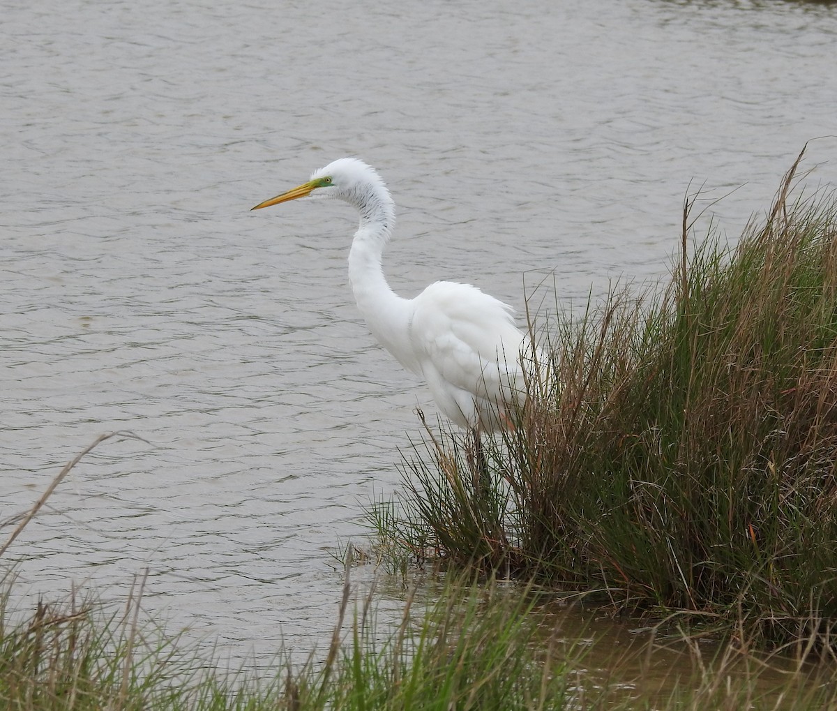 Great Egret - ML562581361