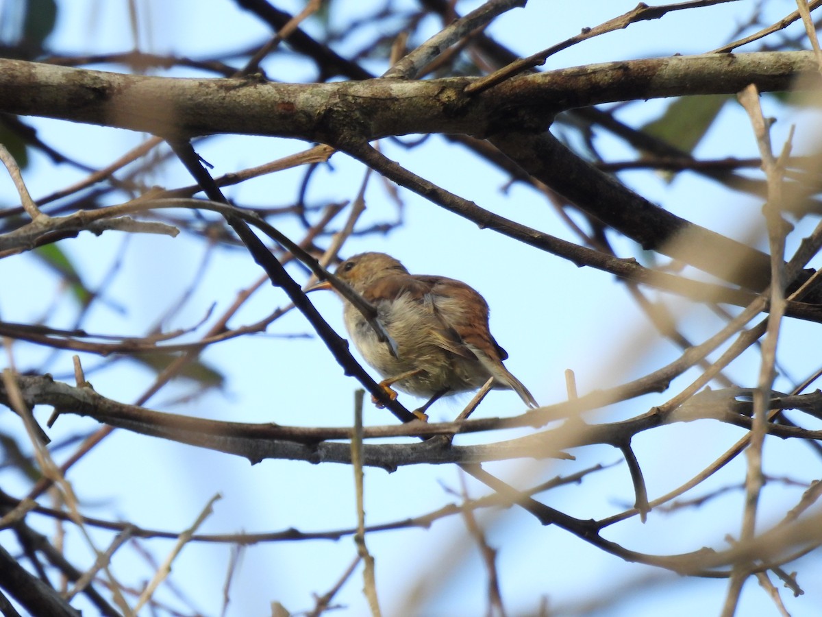 Scarlet Myzomela - ML562581371