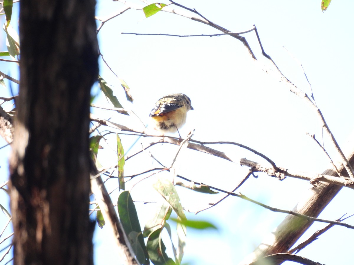 Spotted Pardalote - ML562581471