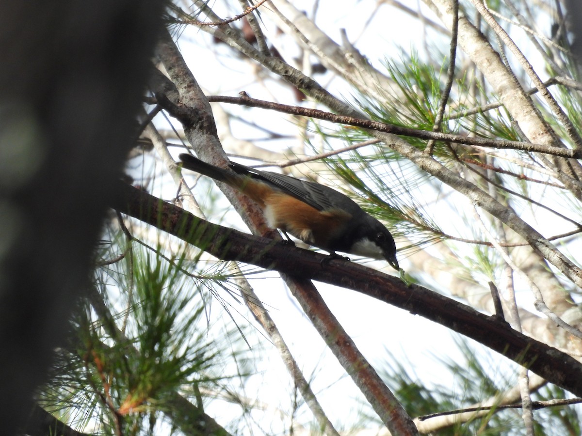 Rufous Whistler - ML562581511