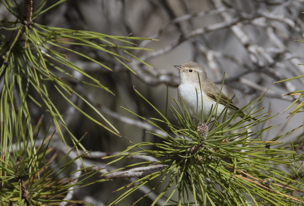 Mosquitero Papialbo - ML562581541