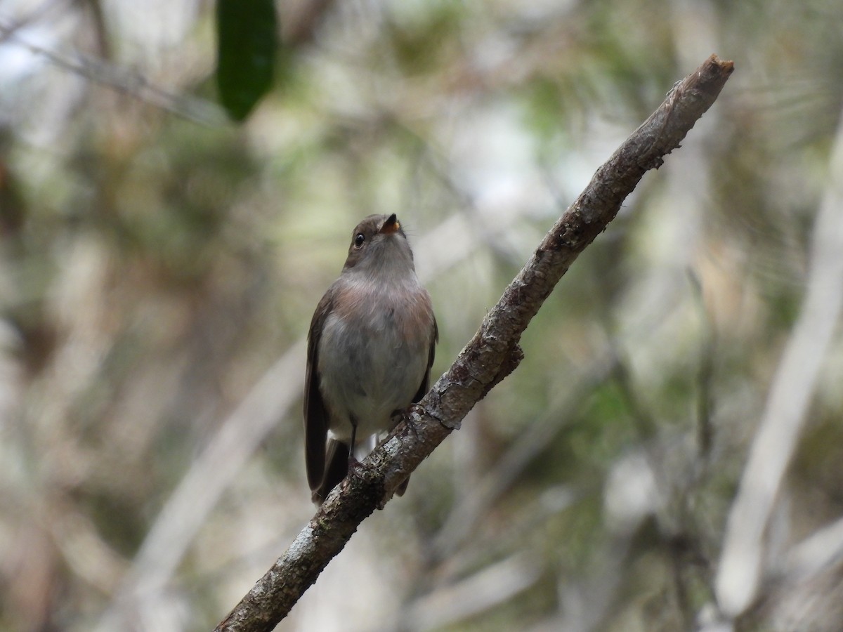 Rose Robin - ML562581581