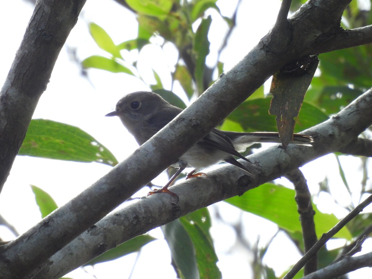 Rose Robin - ML562581601