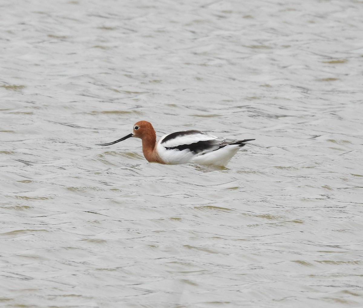 Avocette d'Amérique - ML562581671