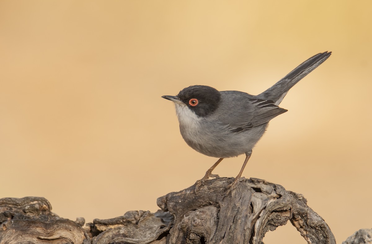 Curruca Cabecinegra - ML562581691