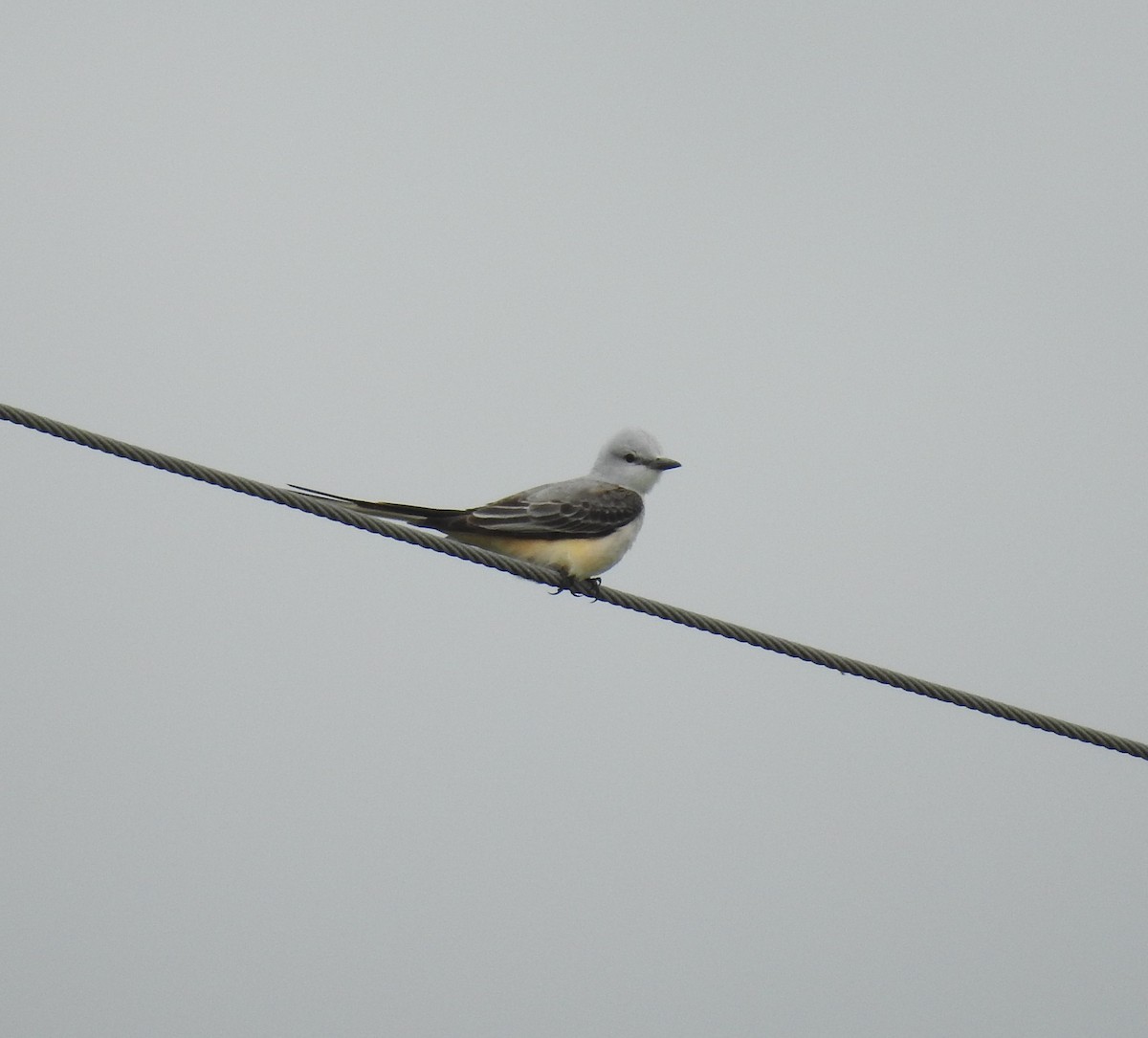 Scissor-tailed Flycatcher - ML562581751