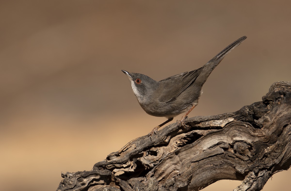 Curruca Cabecinegra - ML562581791