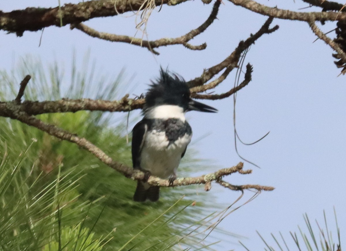 Belted Kingfisher - Daphne Asbell