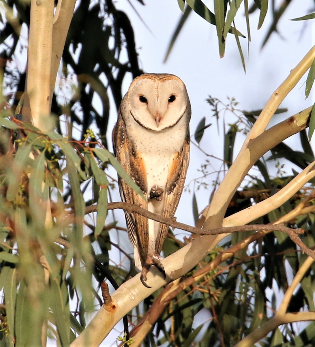 Barn Owl - ML562582061