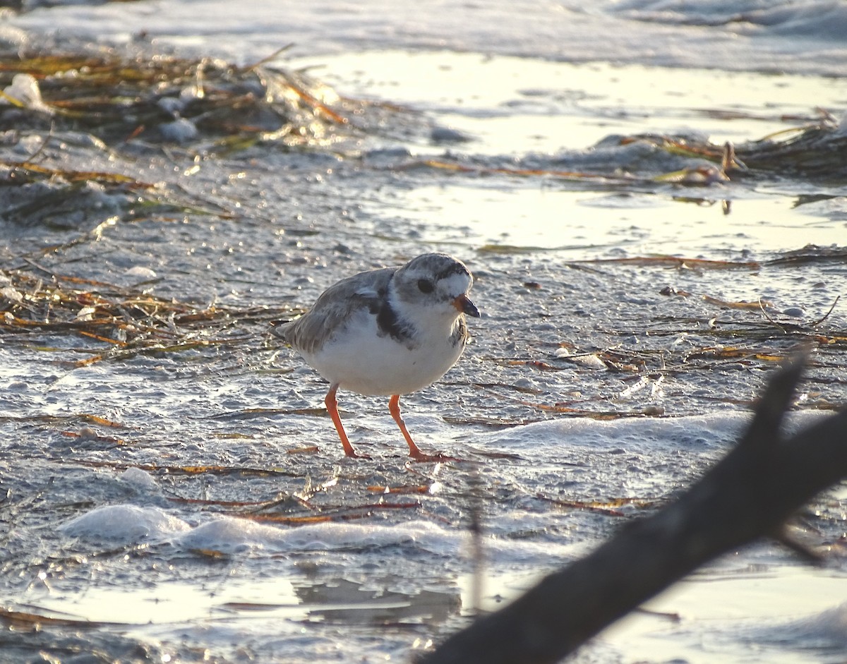 Piping Plover - ML562582401