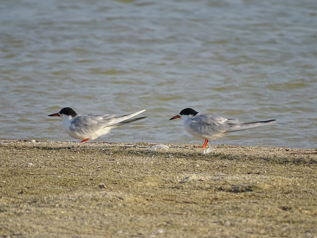 Forster's Tern - Enric Fontcuberta Trepat