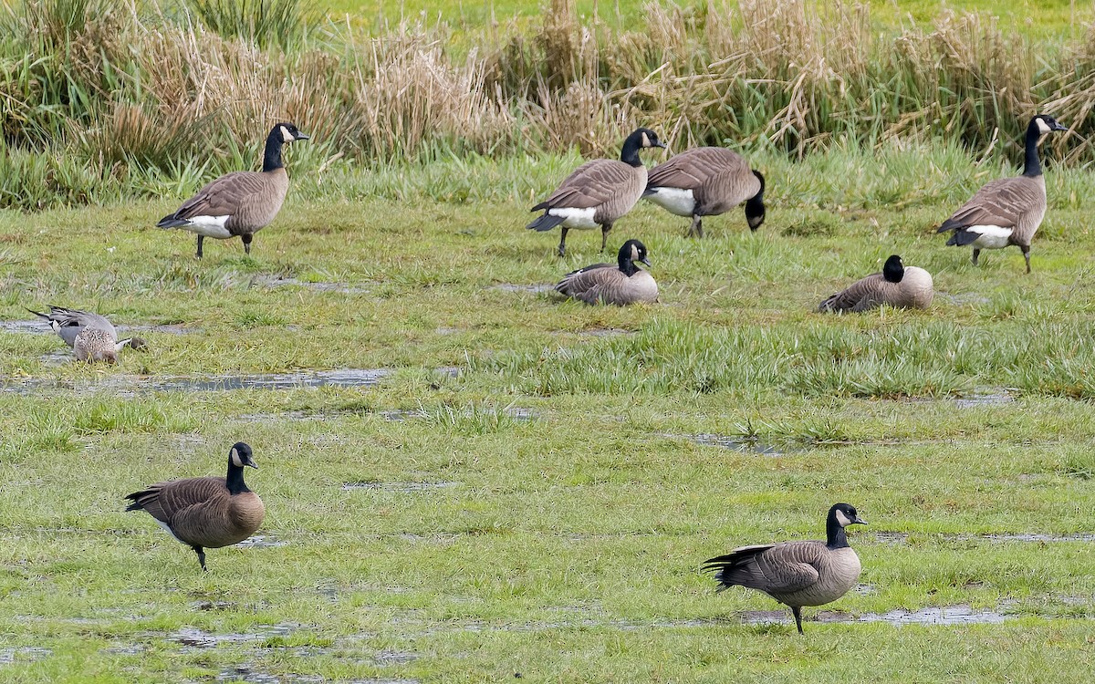 Canada Goose (occidentalis/fulva) - ML562583221