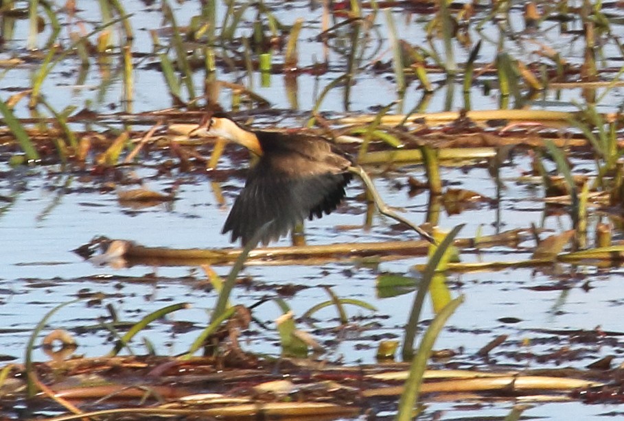 Comb-crested Jacana - ML562584331