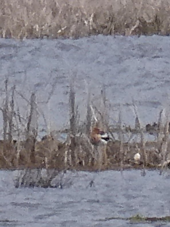 Avocette d'Amérique - ML562584881