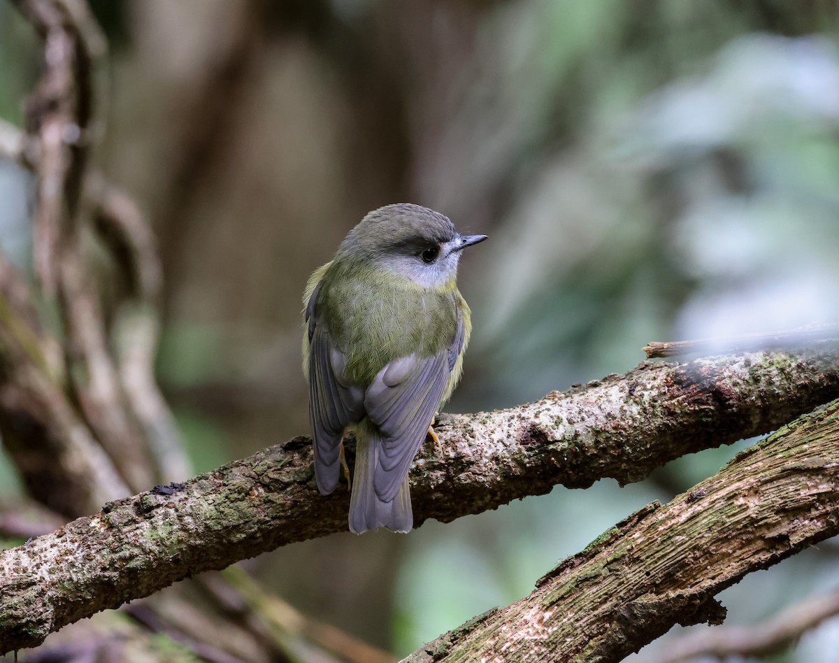 Pale-yellow Robin - ML562585091