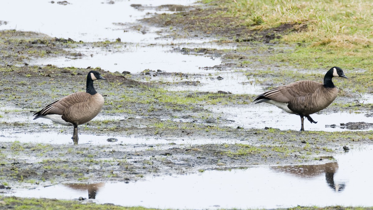 Canada Goose (occidentalis/fulva) - Peter Kennerley