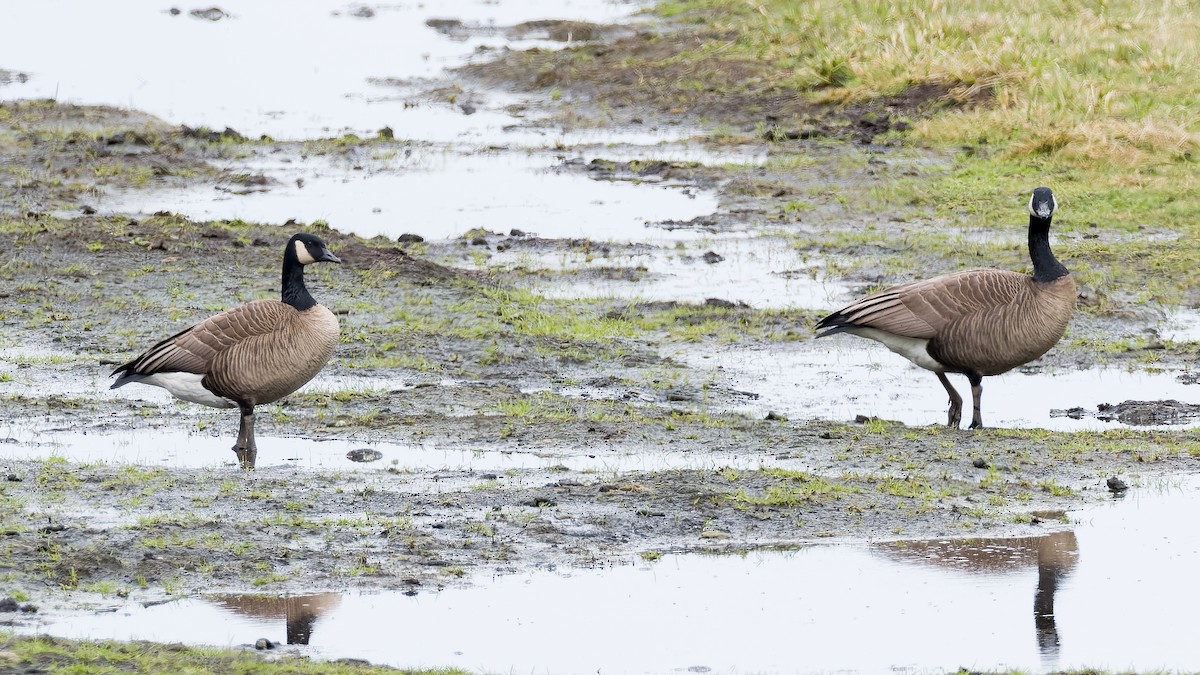 Canada Goose (occidentalis/fulva) - ML562585761