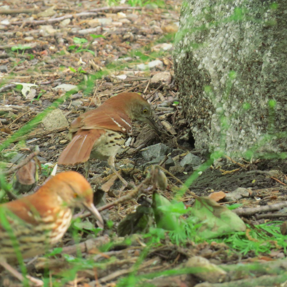 Brown Thrasher - ML56258621