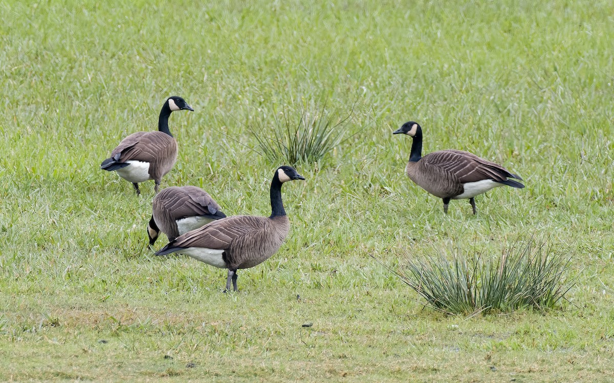 Canada Goose - Peter Kennerley