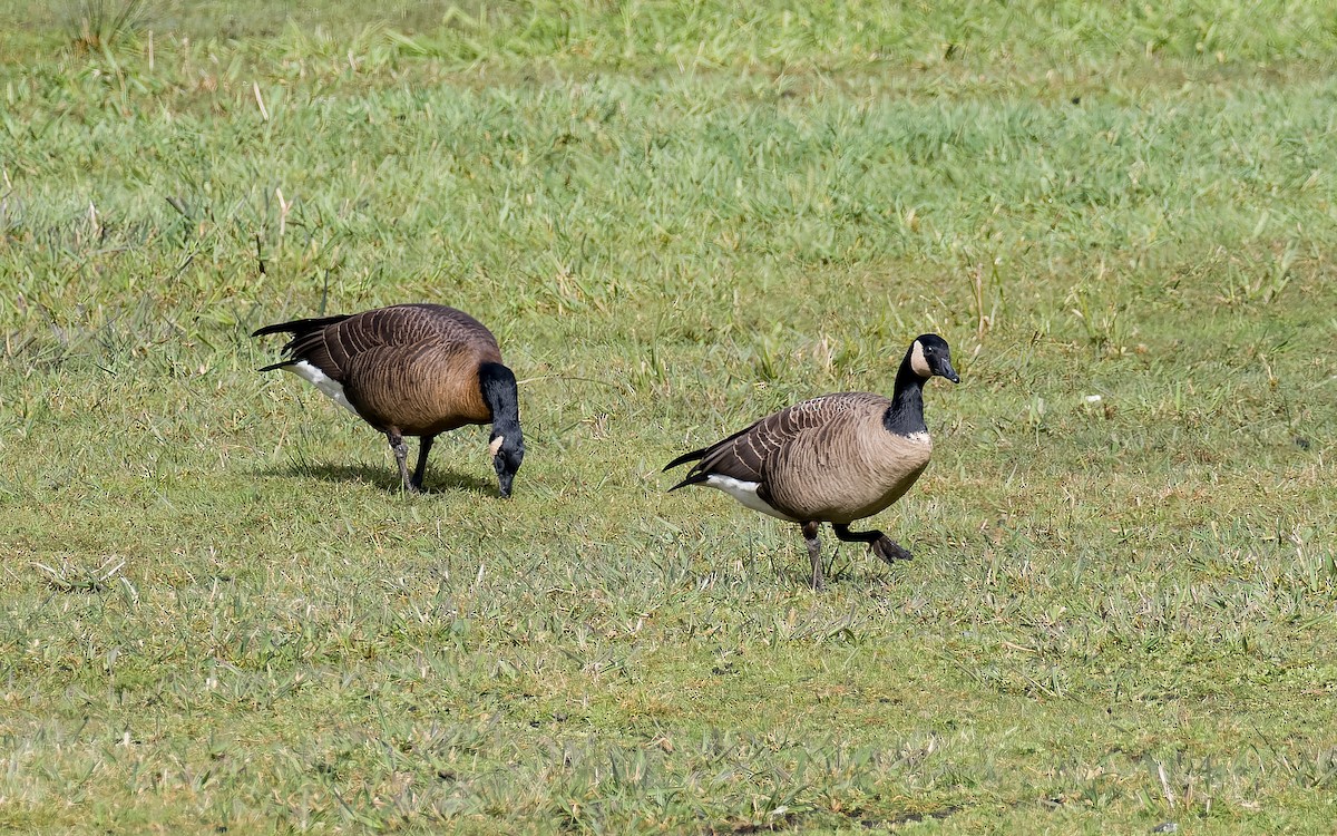 Kanadako branta (occidentalis/fulva) - ML562588851