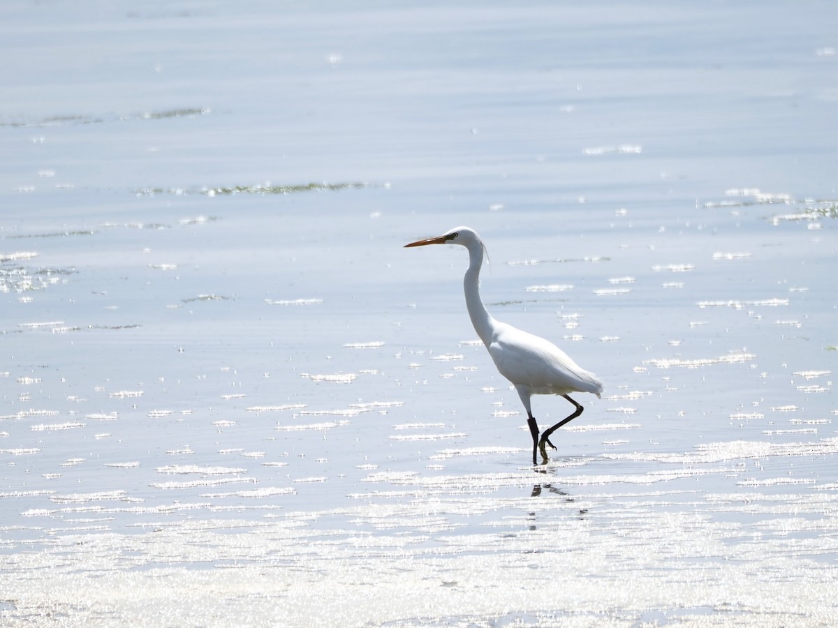 Chinese Egret - Evelyn Lee