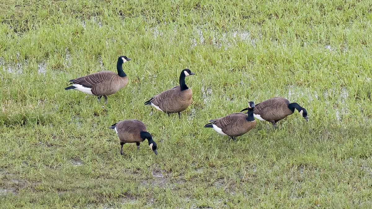 Cackling Goose (minima) - Peter Kennerley