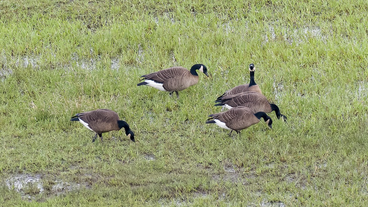 Cackling Goose (minima) - Peter Kennerley