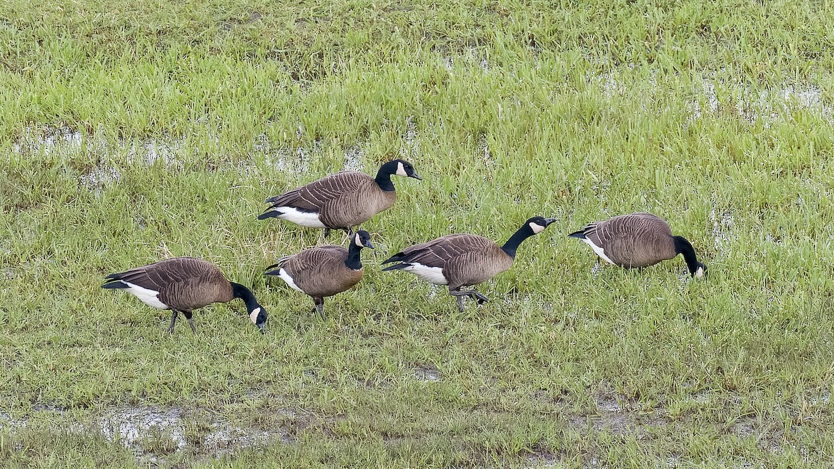 Cackling Goose (minima) - ML562589331