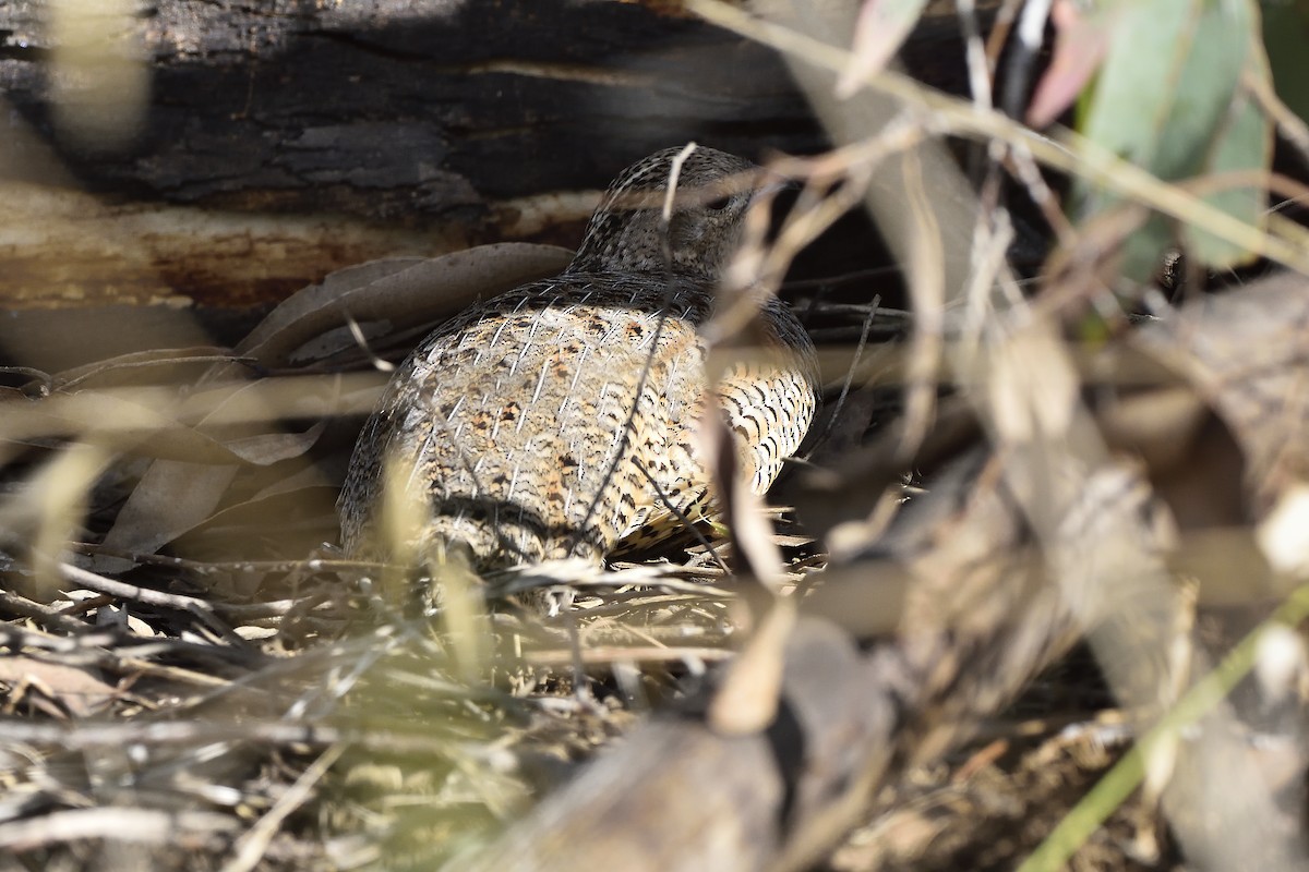 Brown Quail - Bernie McRitchie