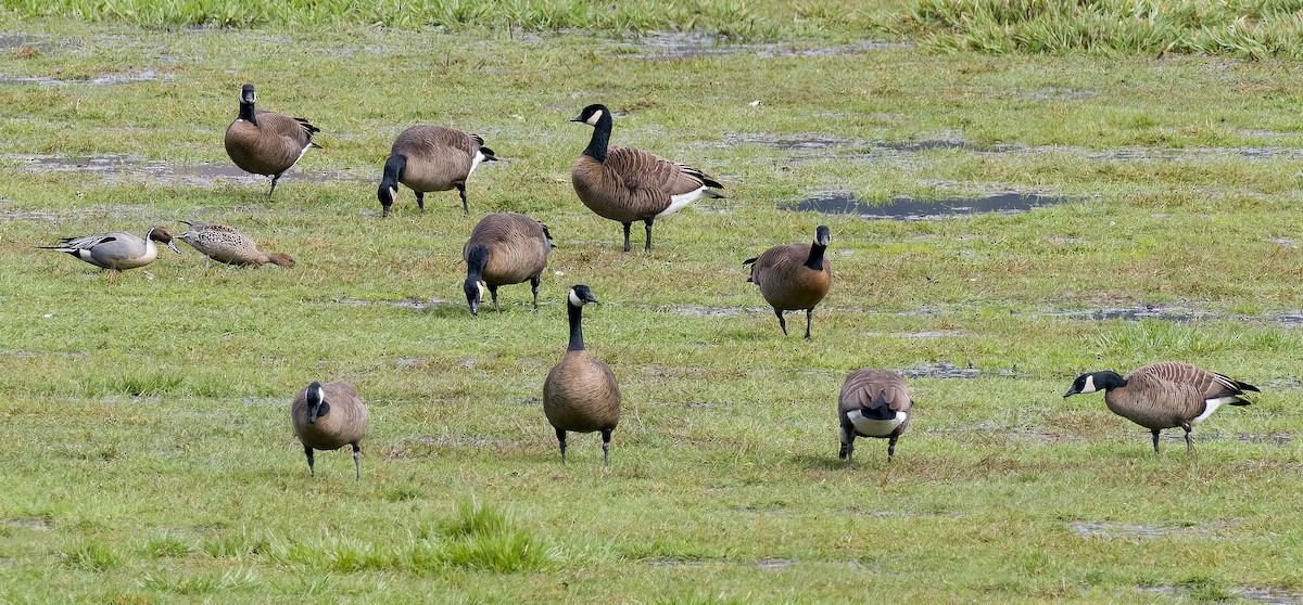 berneška malá (ssp. minima) - ML562589581