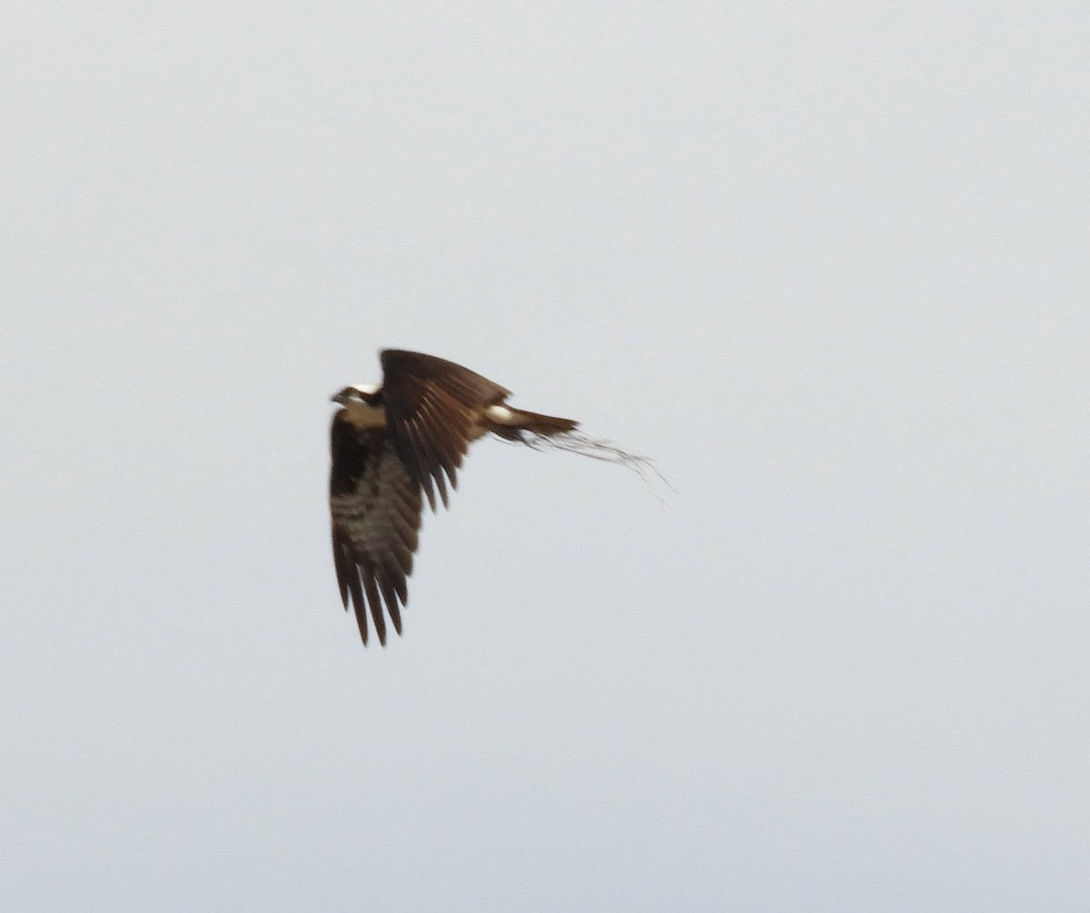 Águila Pescadora - ML562589621