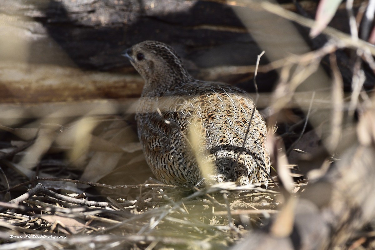 Brown Quail - ML562590211