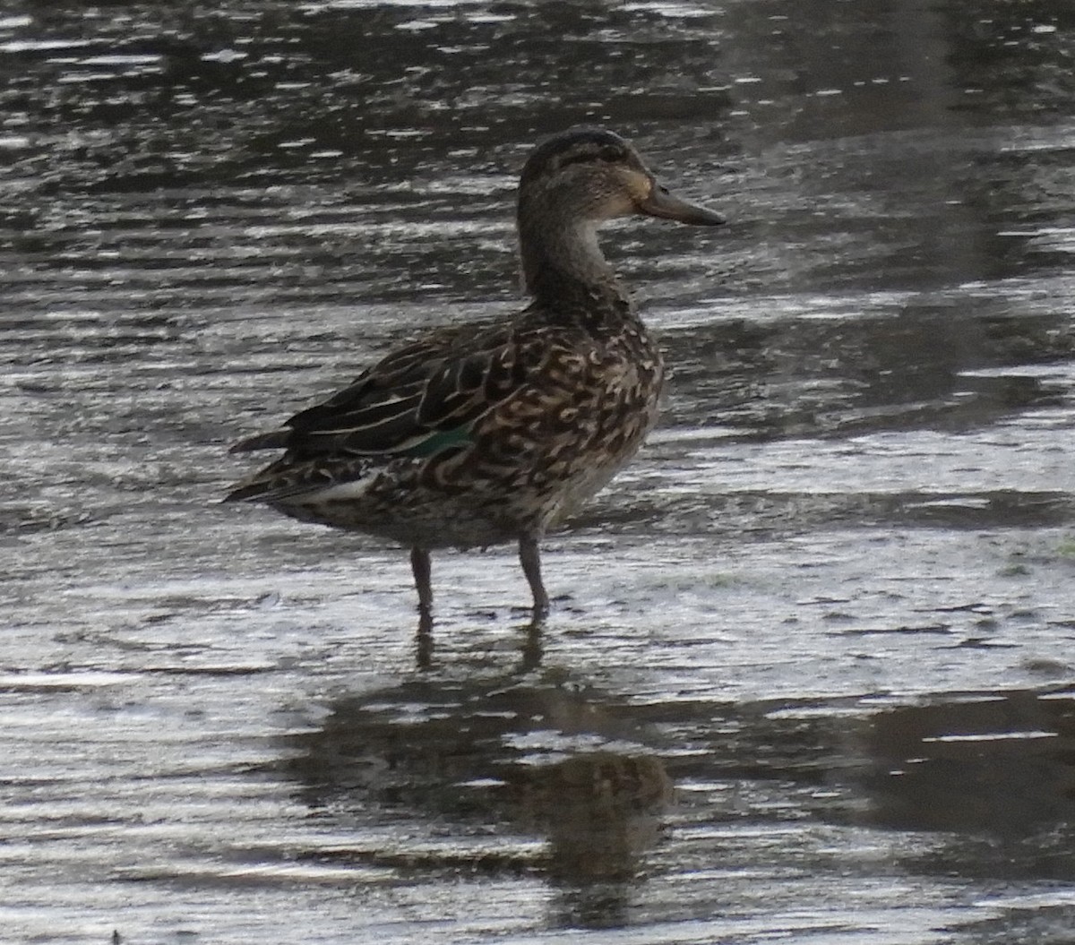 Green-winged Teal - ML562591951