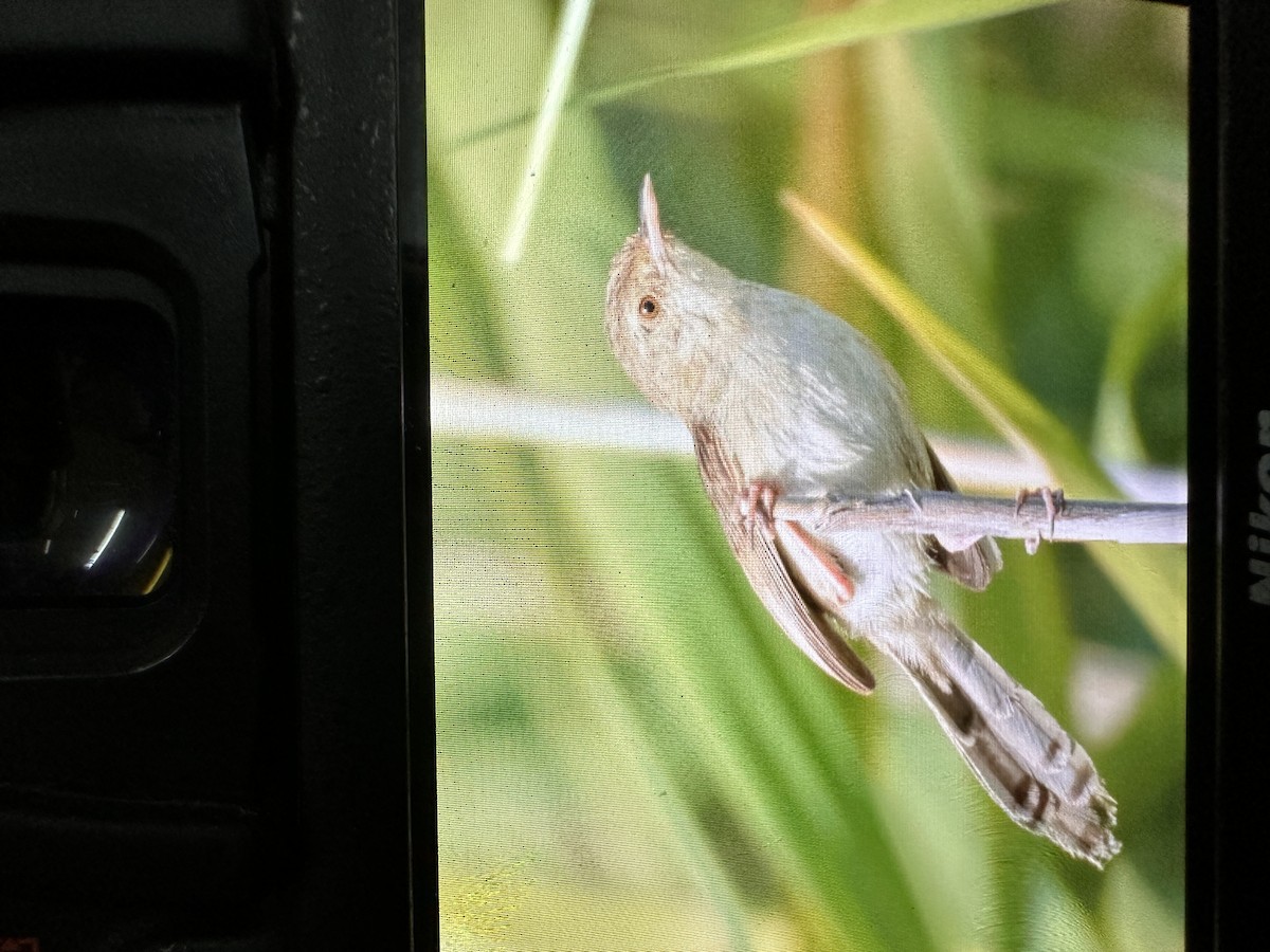 פשוש/פשוש מזרחי - ML562592711