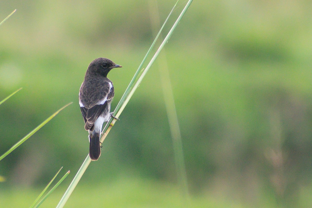 Pied Bushchat - ML562594181