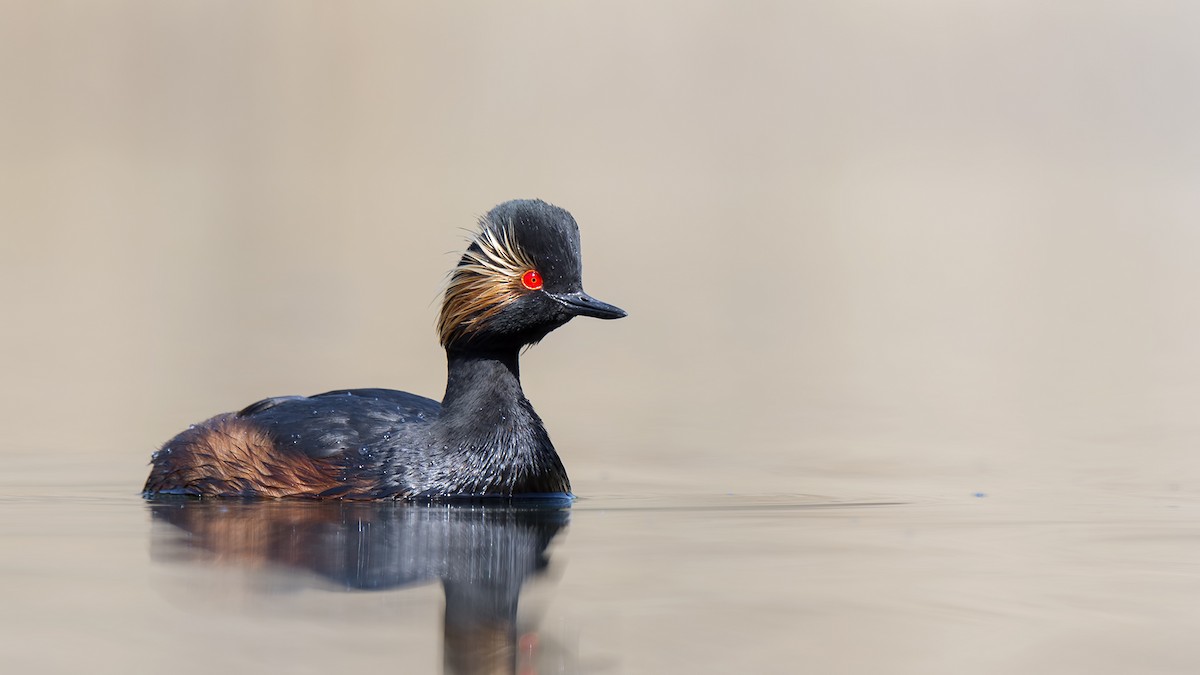 Eared Grebe - Ferit Başbuğ