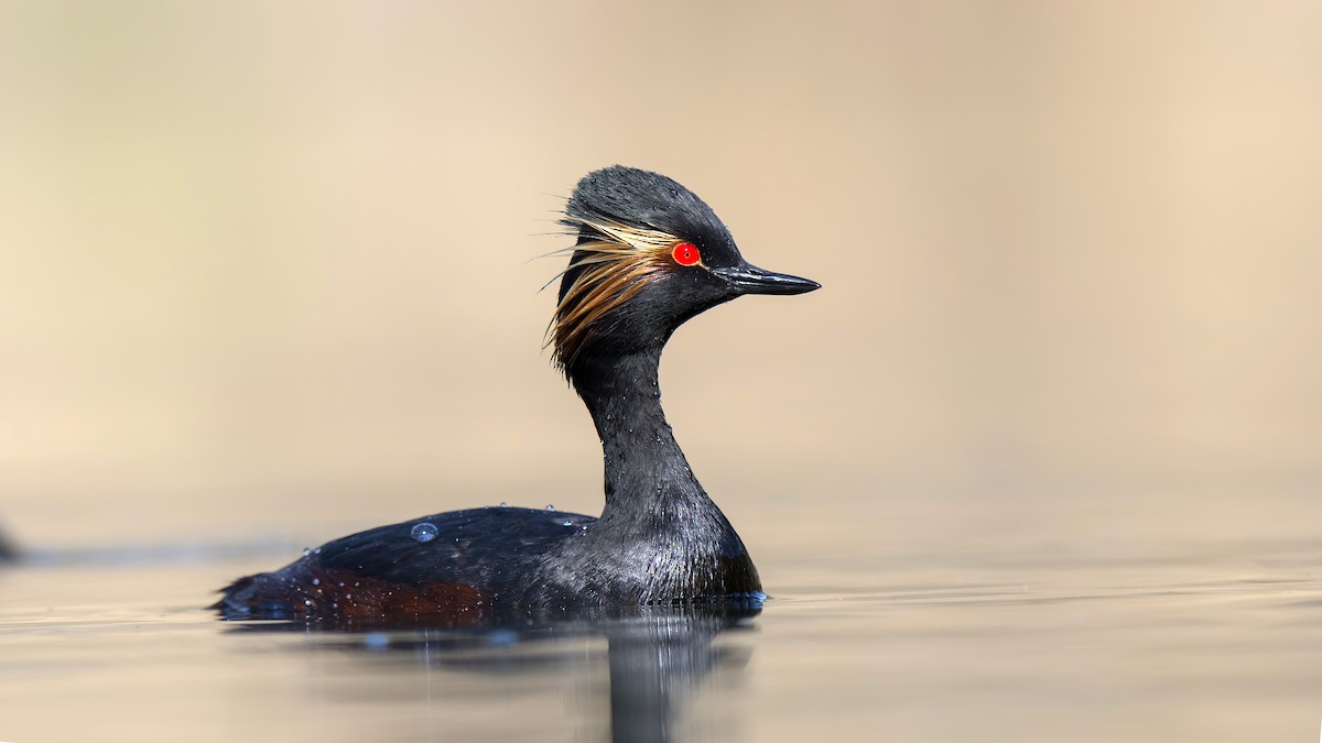 Eared Grebe - Ferit Başbuğ