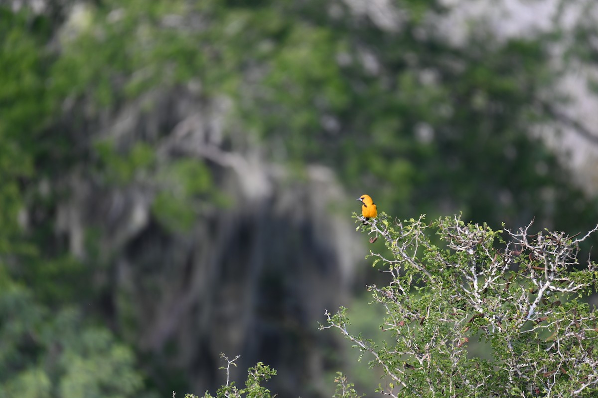 Altamira Oriole - ML562597601