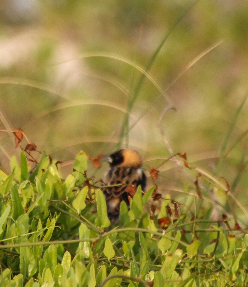 Bobolink - ML562597621