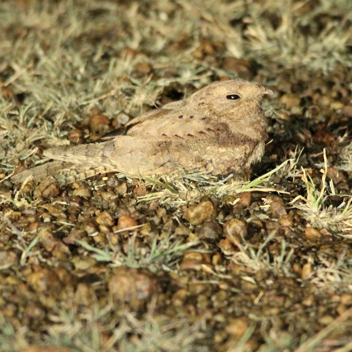 Plain Nightjar - Stuart White