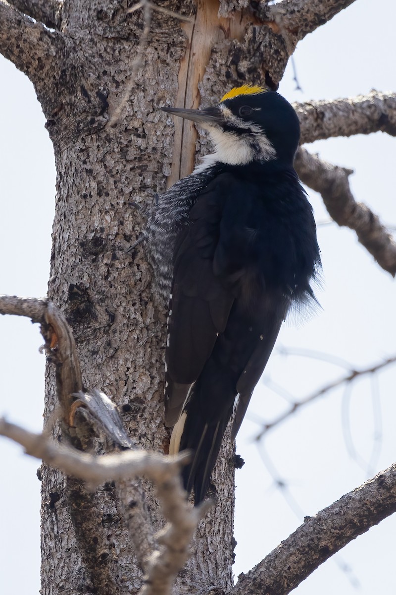 Black-backed Woodpecker - ML562599081