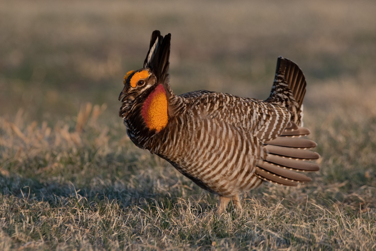 Gallo de las Praderas Grande - ML562599101