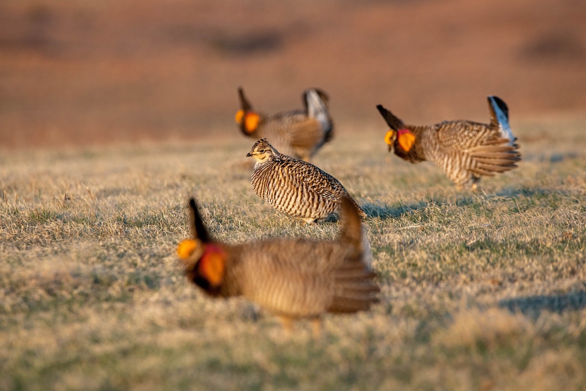 Greater Prairie-Chicken - ML562599111