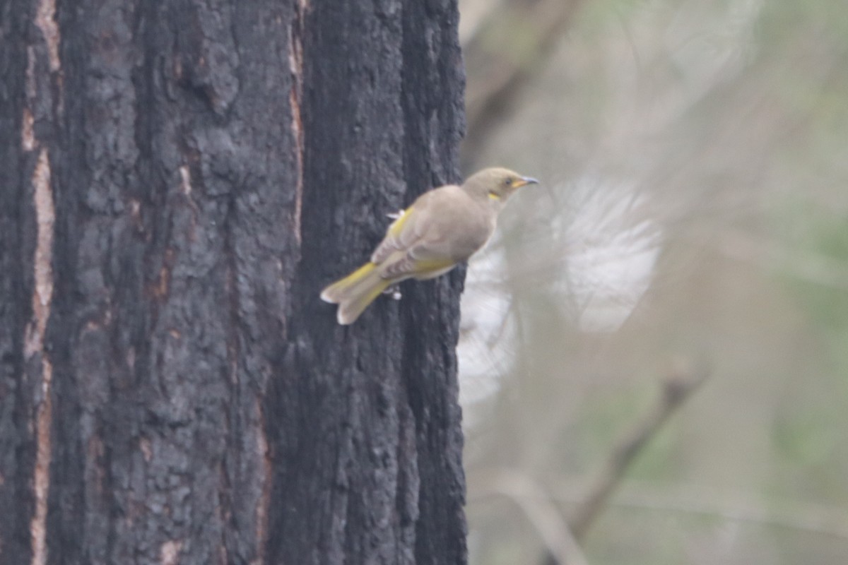 Fuscous Honeyeater - ML562599341