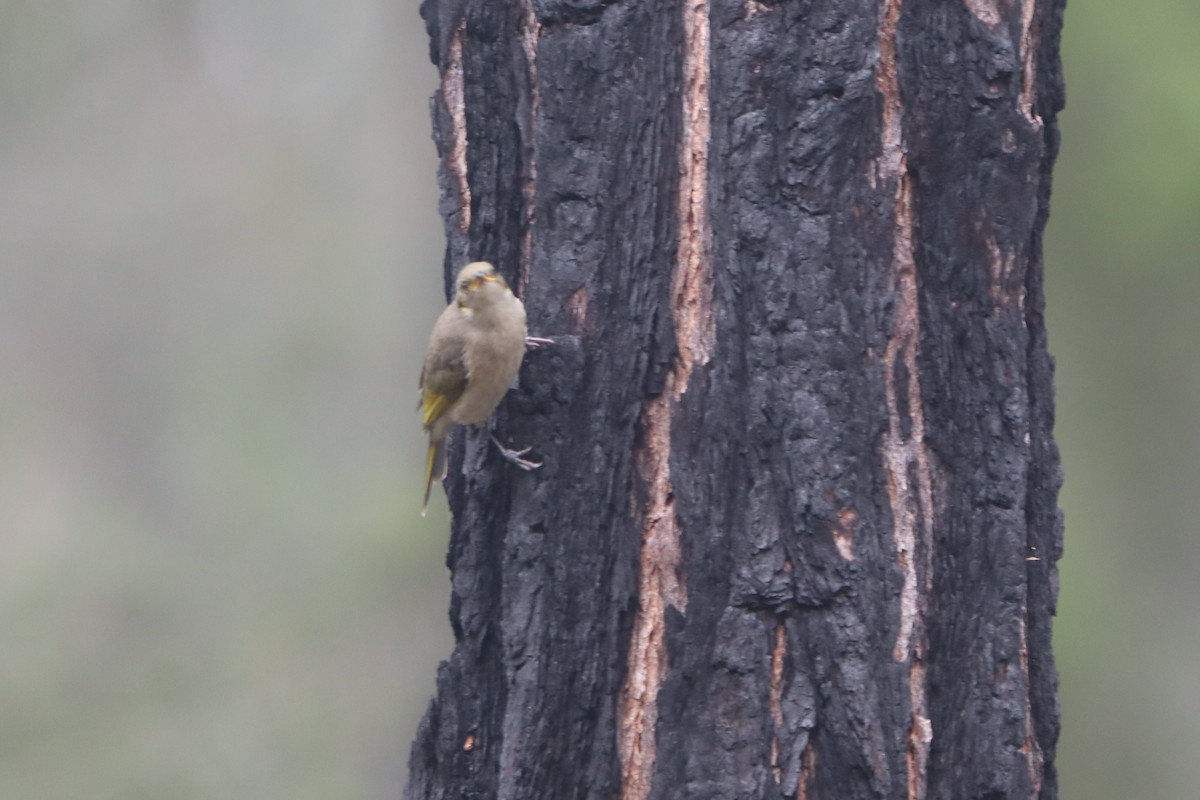 Fuscous Honeyeater - ML562599471