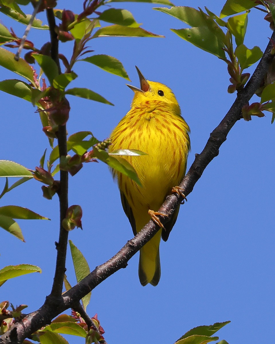 Northern Yellow Warbler - ML562600371