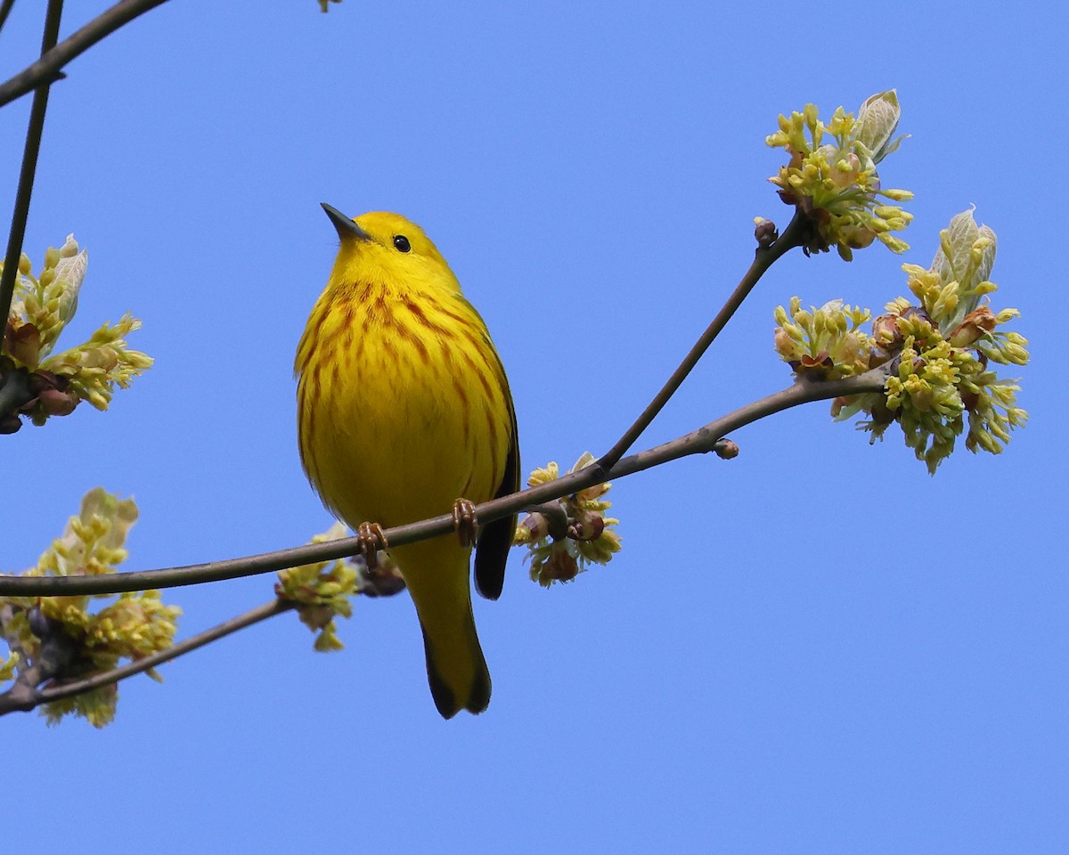 Northern Yellow Warbler - ML562600381