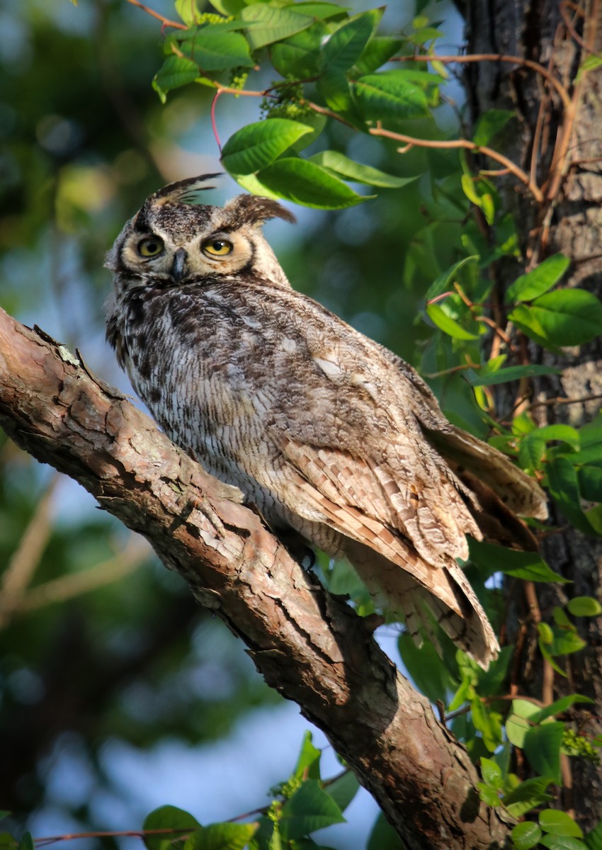 Great Horned Owl - ML562600831